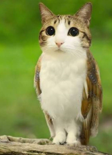 cat owl